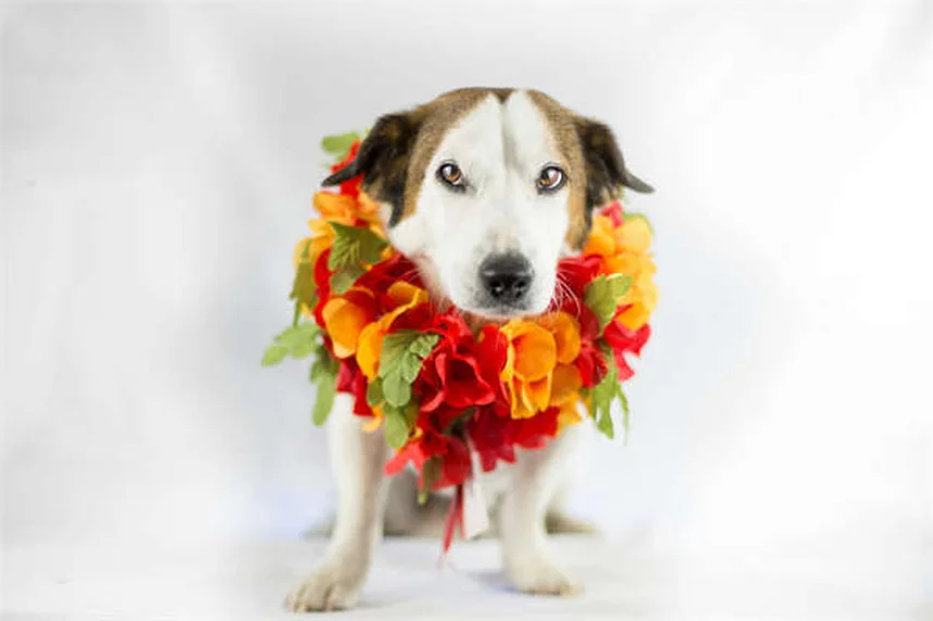 10 Fehler, die du beim Tierarztbesuch mit deiner Katze vermeiden solltest