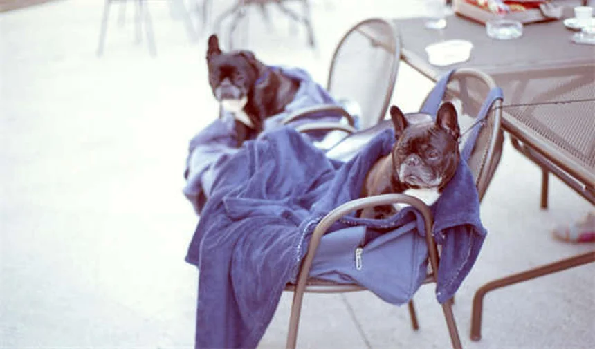 Verstehen Katzen Einsamkeit? 5 überraschende Fakten über Stubentiger