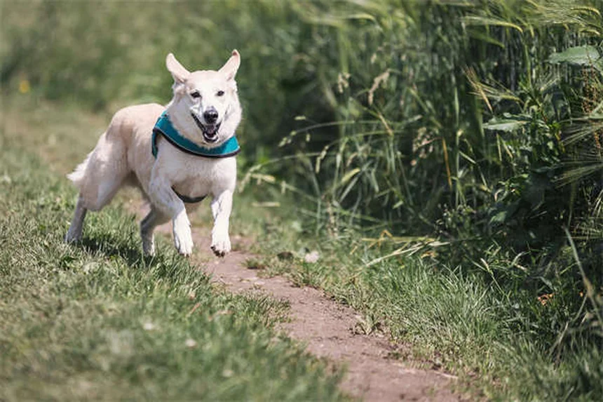 Sago-Palmen-Vergiftung bei Katzen: Symptome & Soforthilfe