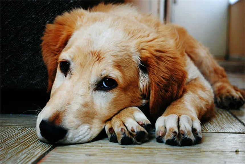 6 tolle Wege, wie du dein Kind auf dem Weg zum Tierarzt unterstützen kannst