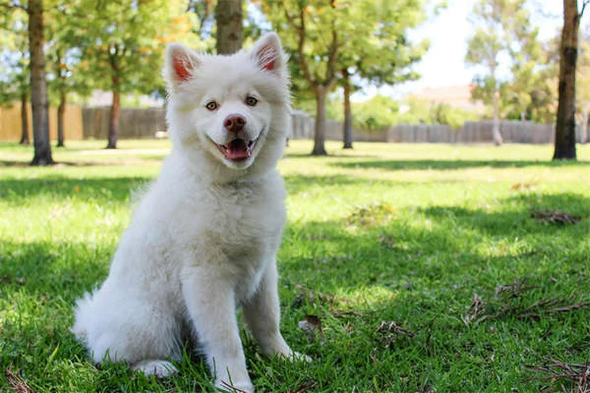 Hunde und Stress: 5 Wege, wie dein Hund deine Nervosität spürt