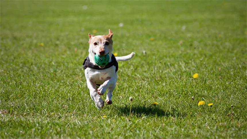 Hunde und Stress: 5 Wege, wie dein Hund deine Nervosität spürt