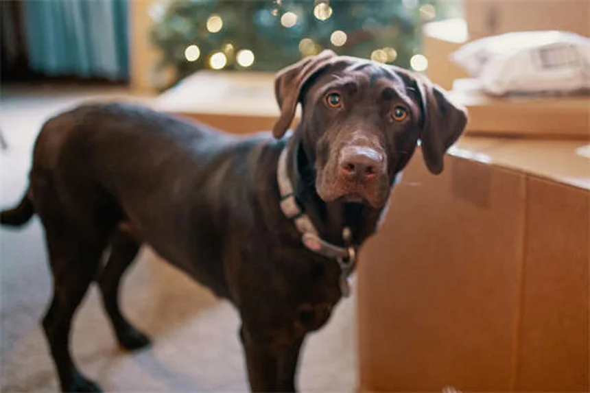 Hunde und Stress: 5 Wege, wie dein Hund deine Nervosität spürt