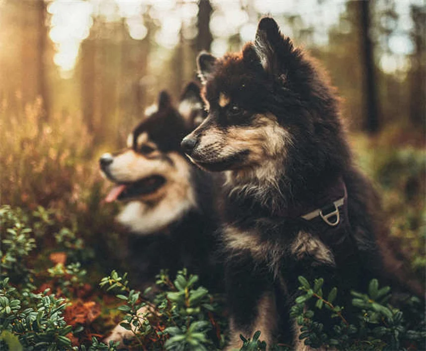 ProHeart 12: Der revolutionäre Jahres-Schutz gegen Herzwürmer für Hunde