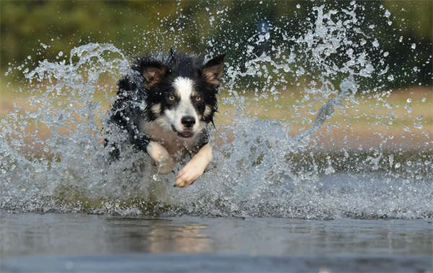 ProHeart 12: Der revolutionäre Jahres-Schutz gegen Herzwürmer für Hunde