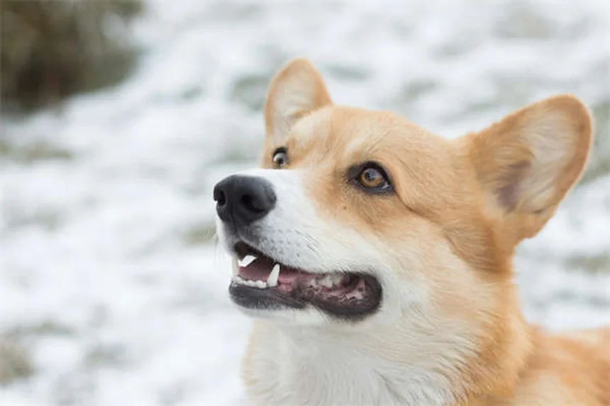 Hund Aggression verstehen: Ursachen & Lösungen für besseres Verhalten
