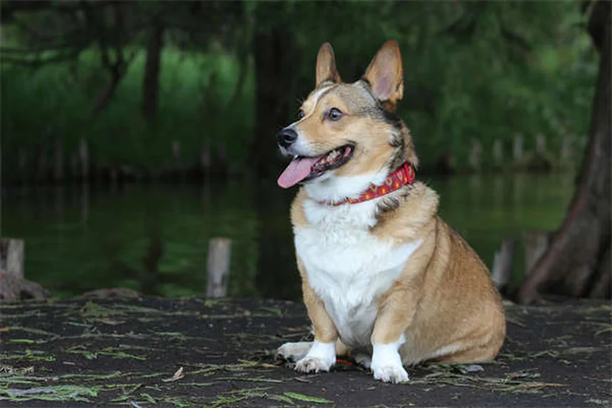 Hund Aggression verstehen: Ursachen & Lösungen für besseres Verhalten