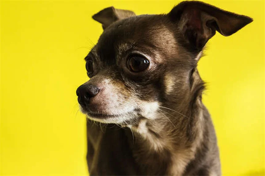 Blut im Hundekot: Ursachen & Soforthilfe für besorgte Hundebesitzer