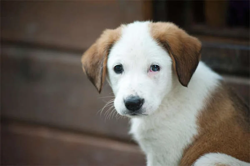 Blut im Hundekot: Ursachen & Soforthilfe für besorgte Hundebesitzer