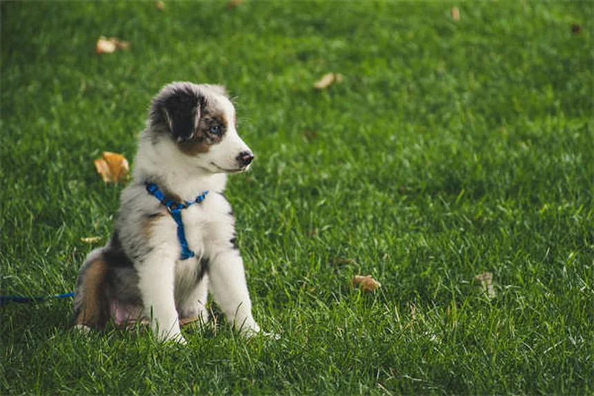 Beste Hundefutter Auswahl: So findest du das Richtige für deinen Vierbeiner