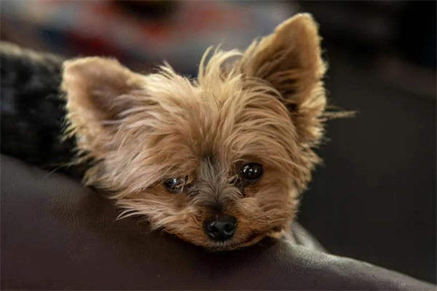 Beste Hundefutter Auswahl: So findest du das Richtige für deinen Vierbeiner