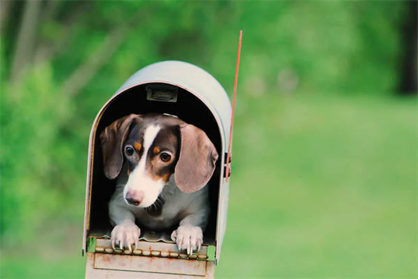Aluminiumhydroxid für Tiere: Wichtige Infos für Haustierbesitzer