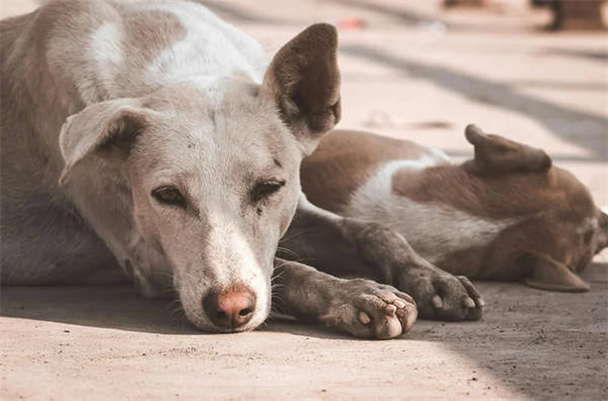 Aluminiumhydroxid für Tiere: Wichtige Infos für Haustierbesitzer