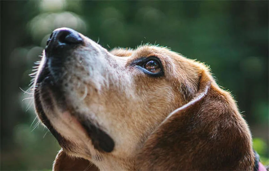 Zecken bei Hunden: 14 wichtige Fakten & Schutz-Tipps
