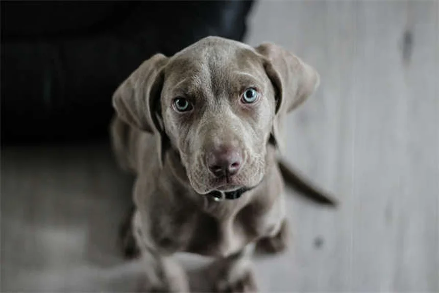 Zecken bei Hunden: 14 wichtige Fakten & Schutz-Tipps
