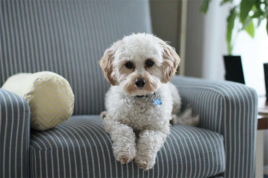 Rollleine für Hunde: 7 gefährliche Risiken & bessere Alternativen