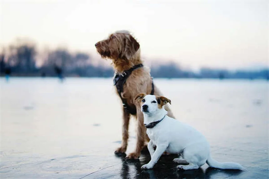 Ondansetron für Hunde und Katzen: Wirkung & Dosierung erklärt